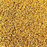 AU Feed Barley