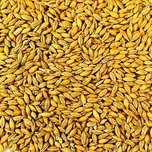 AU Feed Barley