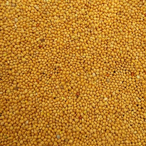 Australian Yellow Millet