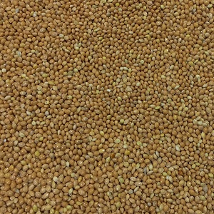 Russian Yellow Millet