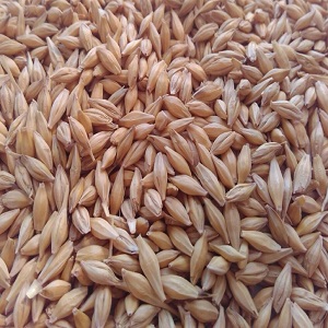 Ukraine Feed Barley