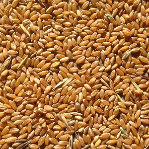 Ukraine Feed Wheat