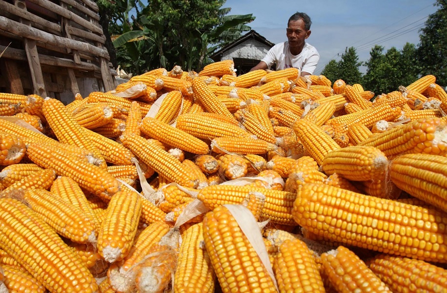 Corn Production is Up, But Corn Prices stay High in Indonesia