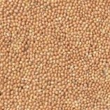 Ukraine Yellow Millet