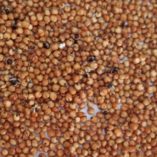 Ukraine Red Sorghum