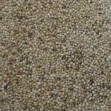 Ukraine White Sorghum