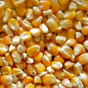 Yellow Corn